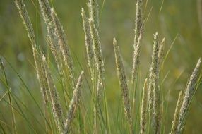 spike field ripe grain macro photo