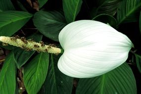 white anturium flower close-up