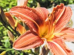 orange lily in sunshine close up