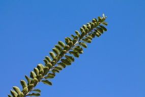 green branch of a plant against a clear blue sky