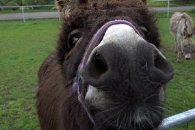 ass kiss, animal nose close up