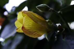 Macro photo of the yellow blooming flower