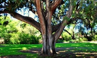 organic tree in the park