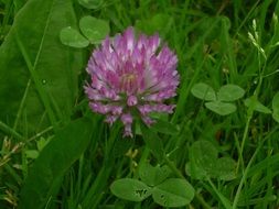 clover like a flower
