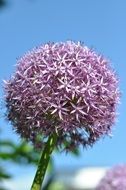 purple garden flower close-up