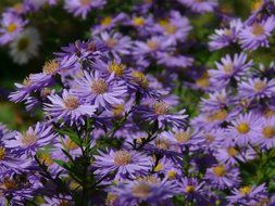 blue aster is ornamental plants