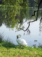 swan on the green shore of the pond