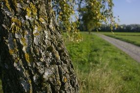 closeup photo of birch tree in a field