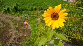sunflower on the road