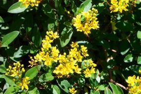 Yellow flowers with green plants