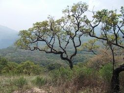 tree on a hill with tall grass