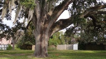 green lawn under the oak tree