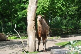 camel wild nature