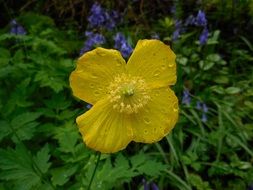 raindrops on a blooming yellow flower