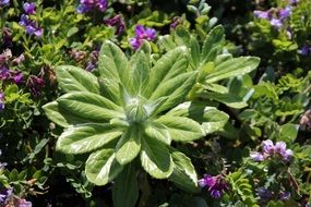 garden plant with light green foliage