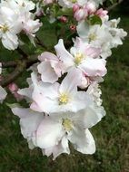 White cherry blossoms on branch