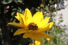 bright yellow summer flower closeup