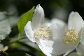 white bloom blossom plant macro photo