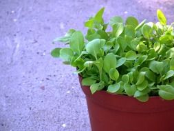 flowers seedlings