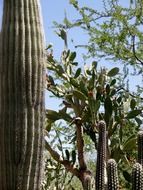 huge cacti in Arizona desert