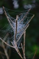 Close-up of the cobweb on blurred background