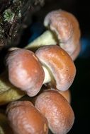 mushrooms on a tree at night