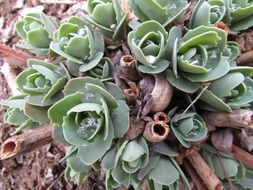 perennial green plant