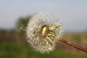 madly beautiful dandelion