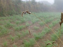 cobweb on agricultural field