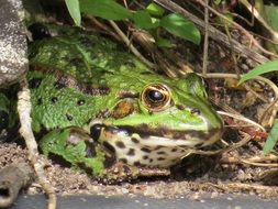 bright green toad in the wild nature