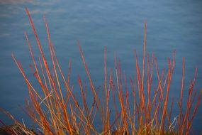 Reed on a river bank