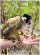 squirrel monkey sits on a hand in a zoo in Amsterdam