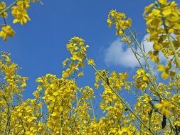 yellow rape flowers against a clear sky