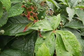 Raindrops on a leaves