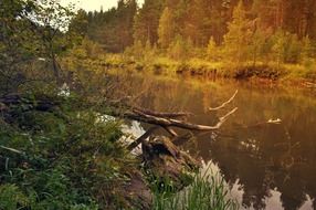 Landscape of the beautiful river and the forest