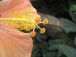 yellow hibiscus flower macro