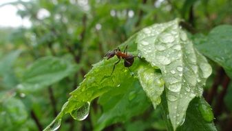 Ant on the leaf