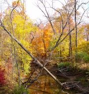 dead trees in autumn forest