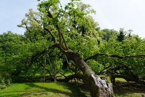 Green tree in the garden in spring