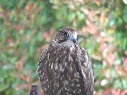 gray predatory hawk in nature