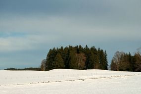 forest at snowy field, germany, bavaria