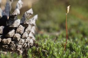pine cone and young sprout