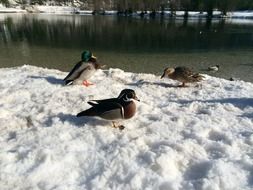 wild ducks on the snowy shore