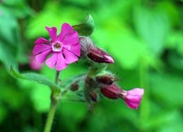 wild plant with pink flowers on a stalk