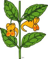 impatiens plant, illustration