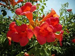 bright red bignonias in the garden