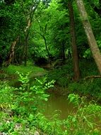 Bright green forest in spring