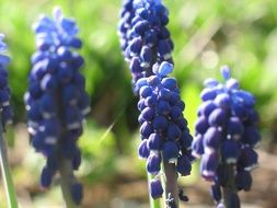 Purple muscari plants