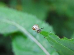 snail mollusk on blurred background