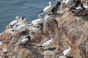 breeding birds nesting place
